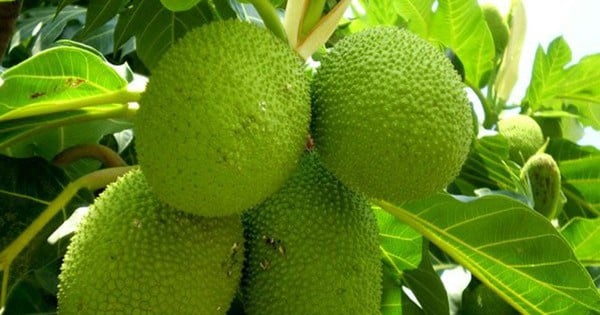 Nghiên cứu thành công bột không gluten từ trái sa kê, ứng dụng trong sản xuất bánh và bún