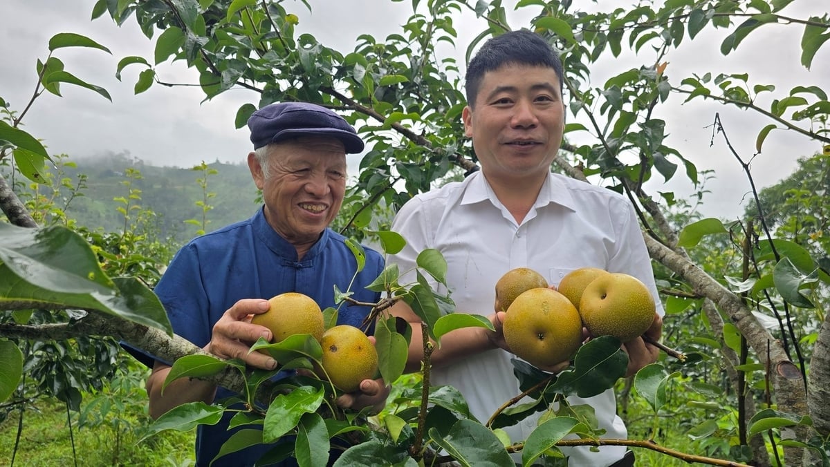 Cây lê Tai Nung đang được nhiều xã vùng biên ở Tuyên Quang chọn làm cây chủ lực. Ảnh: Kiên Trung.