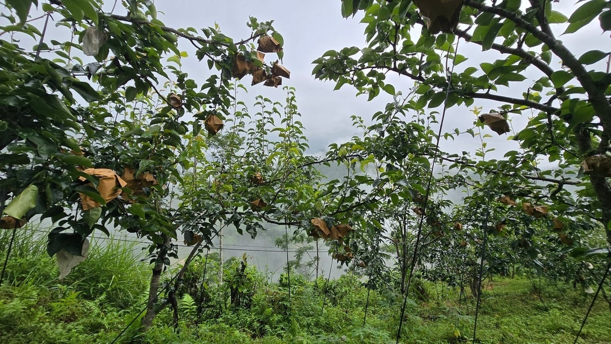 Cây lê thu hút rất nhiều côn trùng khi ra hoa, đậu quả, do đó phải bọc quả bằng túi chuyên dụng để bảo vệ. Ảnh: Kiên Trung.