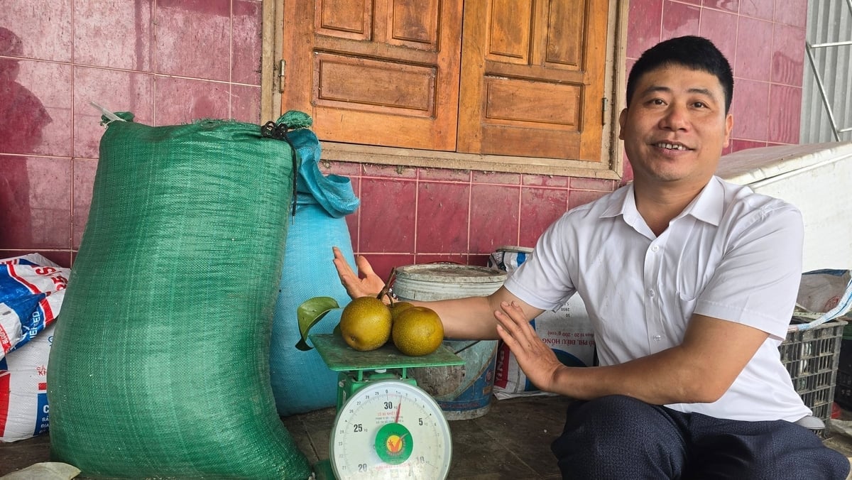 Những quả lê đầu mùa đạt trọng lượng 500gr/quả. Ảnh: Kiên Trung.