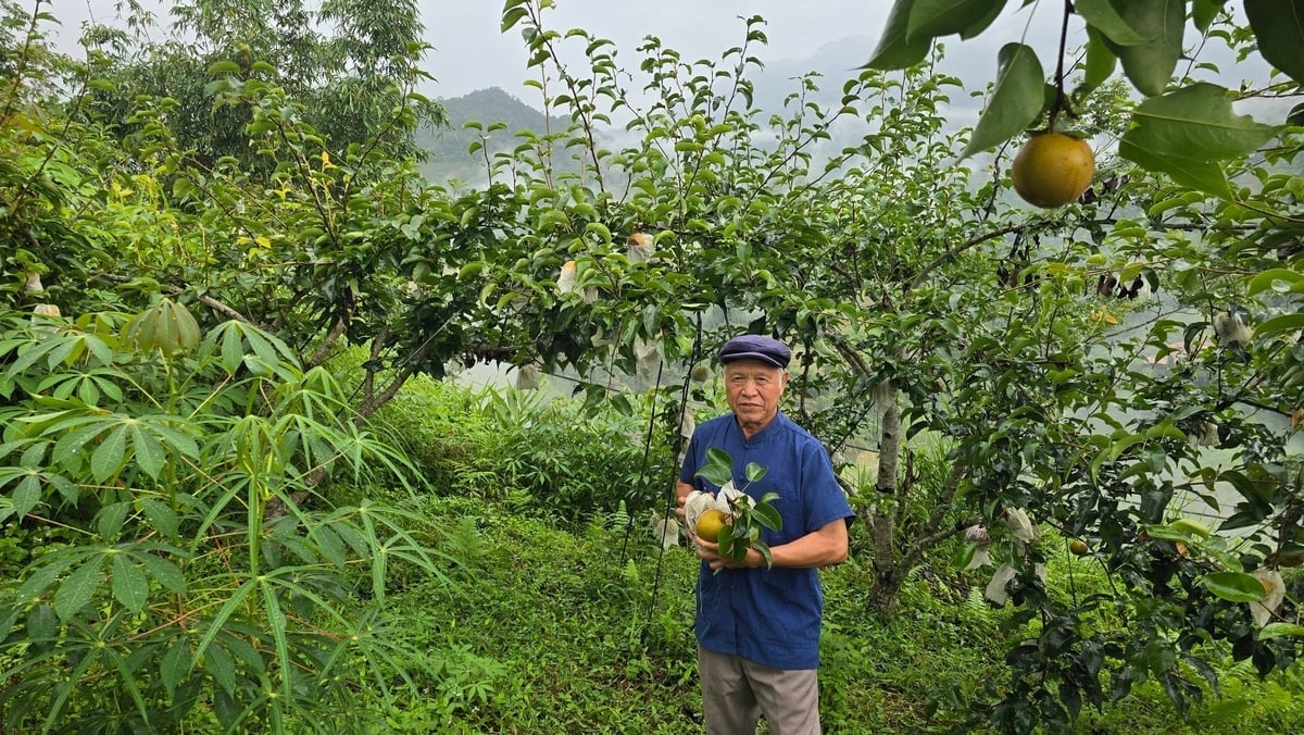 Vườn lê của gia đình ông Phượng Quầy Phin (thôn Đoàn Kết, xã Hồ Thầu). Ảnh: Kiên Trung.