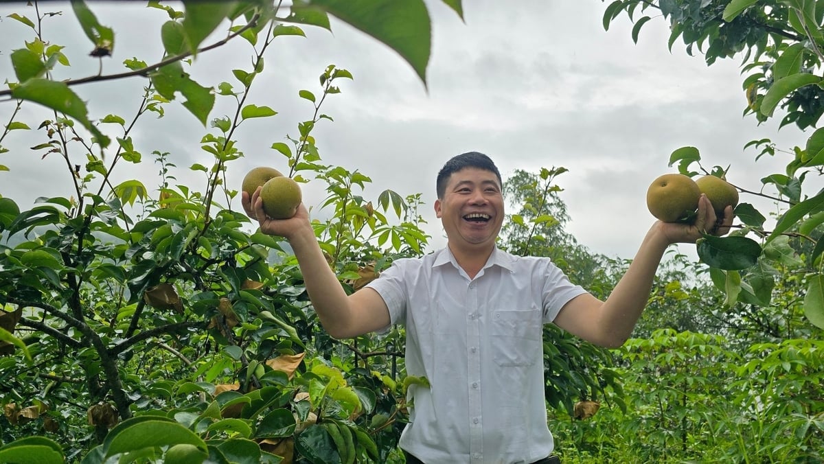 Anh Phượng Chàn Nu - Phó Chủ tịch xã Hồ Thầu bên vườn lê đang cho thu hoạch. Ảnh: Kiên Trung.