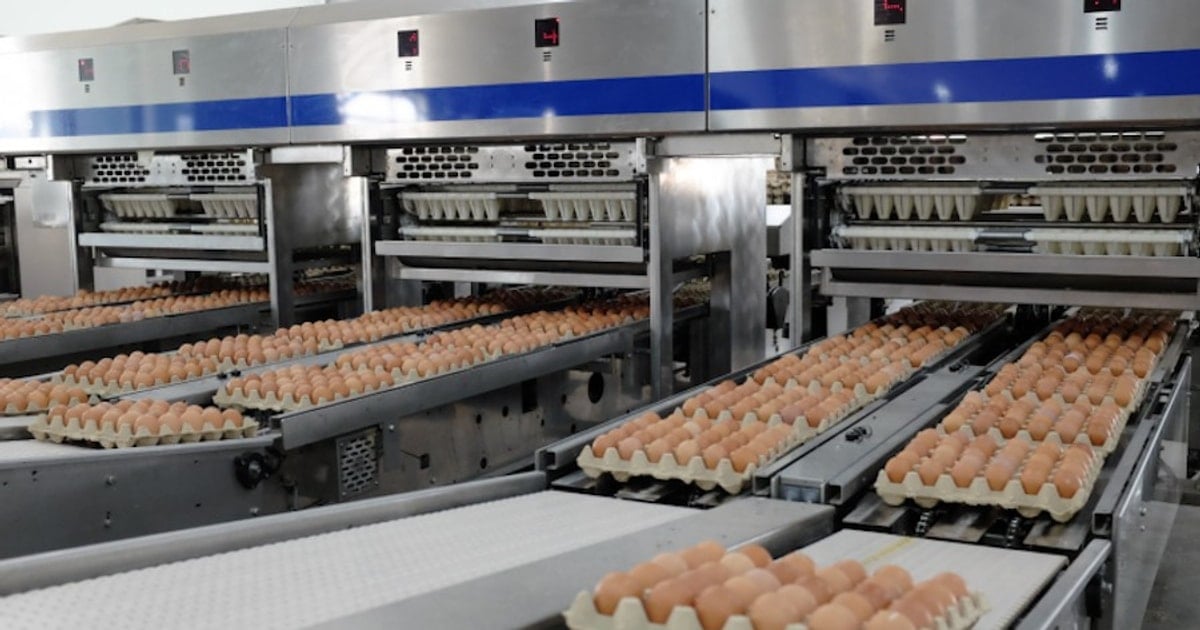 "Ông lớn" mới trên sàn chứng khoán: Nông nghiệp Hòa Phát chốt giá IPO, vượt mặt hàng loạt đại gia ngành thịt