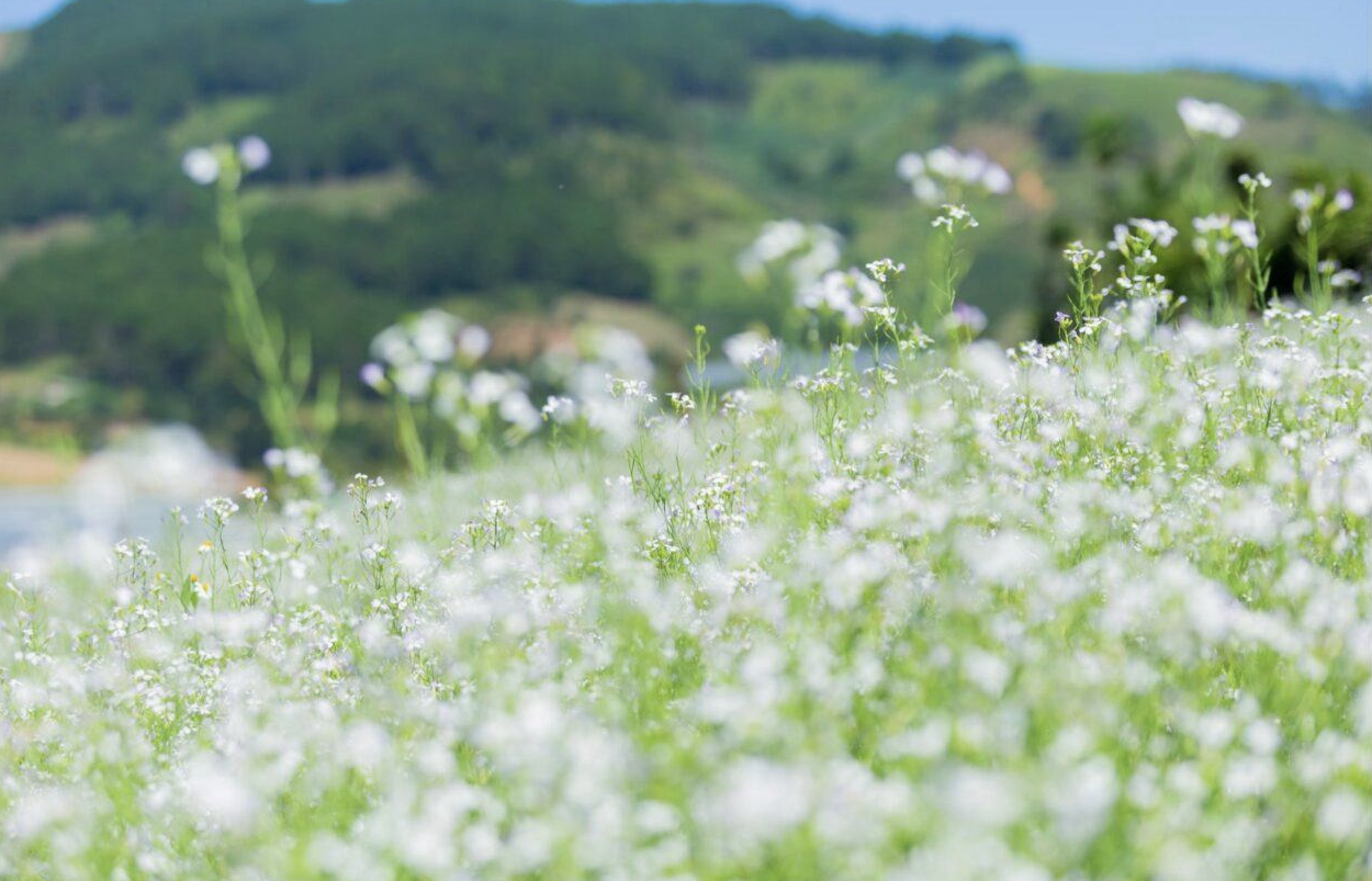 Mộc Châu mùa cải trắng tấm áo tinh khôi phủ kín cao nguyên, níu chân du khách