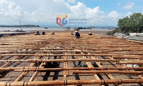 Phường Móng Cái 1: Bảo vệ môi trường biển cho sự phát triển bền vững