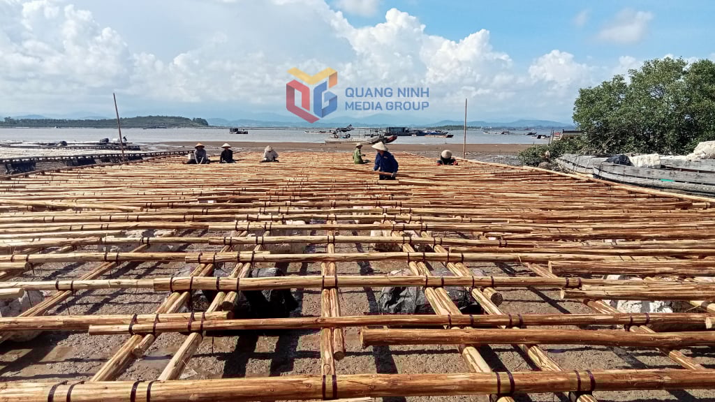 ປະຊາຊົນ​ບ້ານ​ມ໋ອງກ໋າຍ 1 ສ້າງ​ເວທີ​ປາ​ໄສ​ລ້ຽງ​ສິນ​ໃນ​ນ້ຳ​ຢູ່​ທະ​ເລ