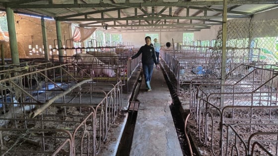 Tái đàn lợn gắn chặt với kiểm soát dịch bệnh