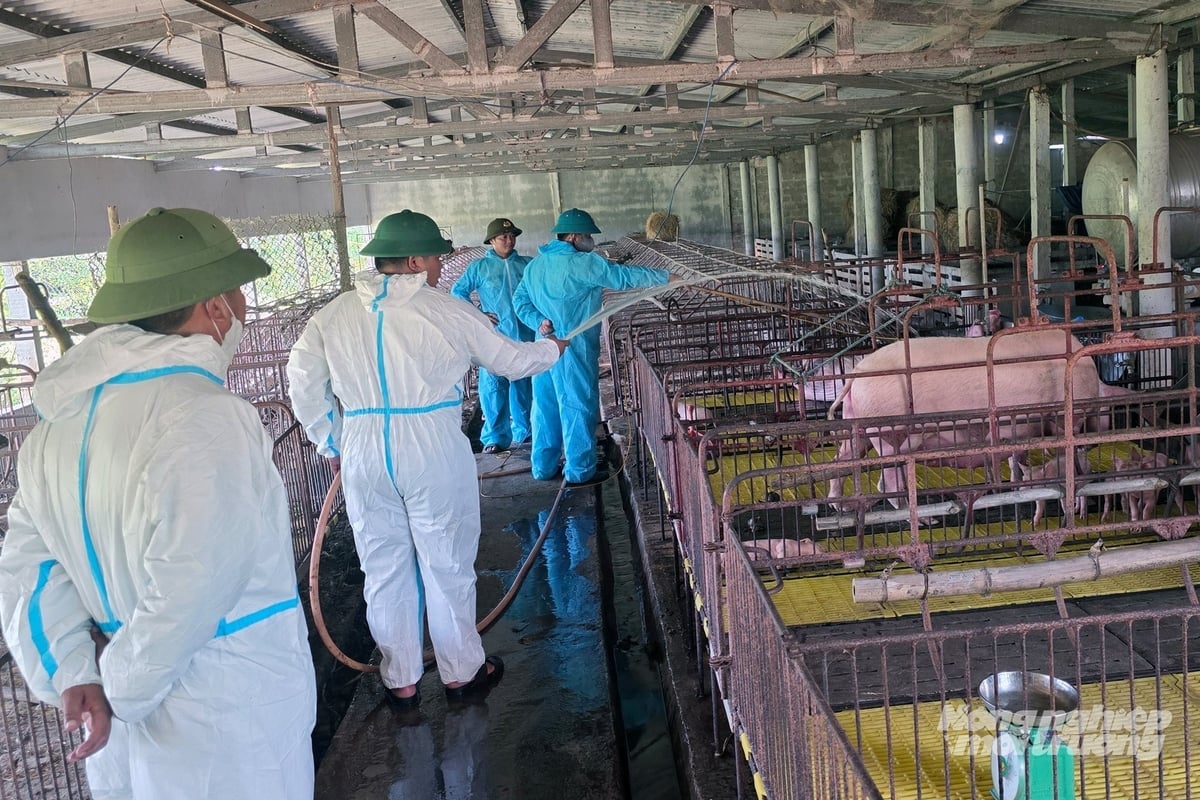 Đàn lợn của gia đình ông Lê Văn Anh tại xã Vĩnh Thủy phải tiêu hủy do dịch tả lợn Châu Phi. Ảnh: Võ Dũng.