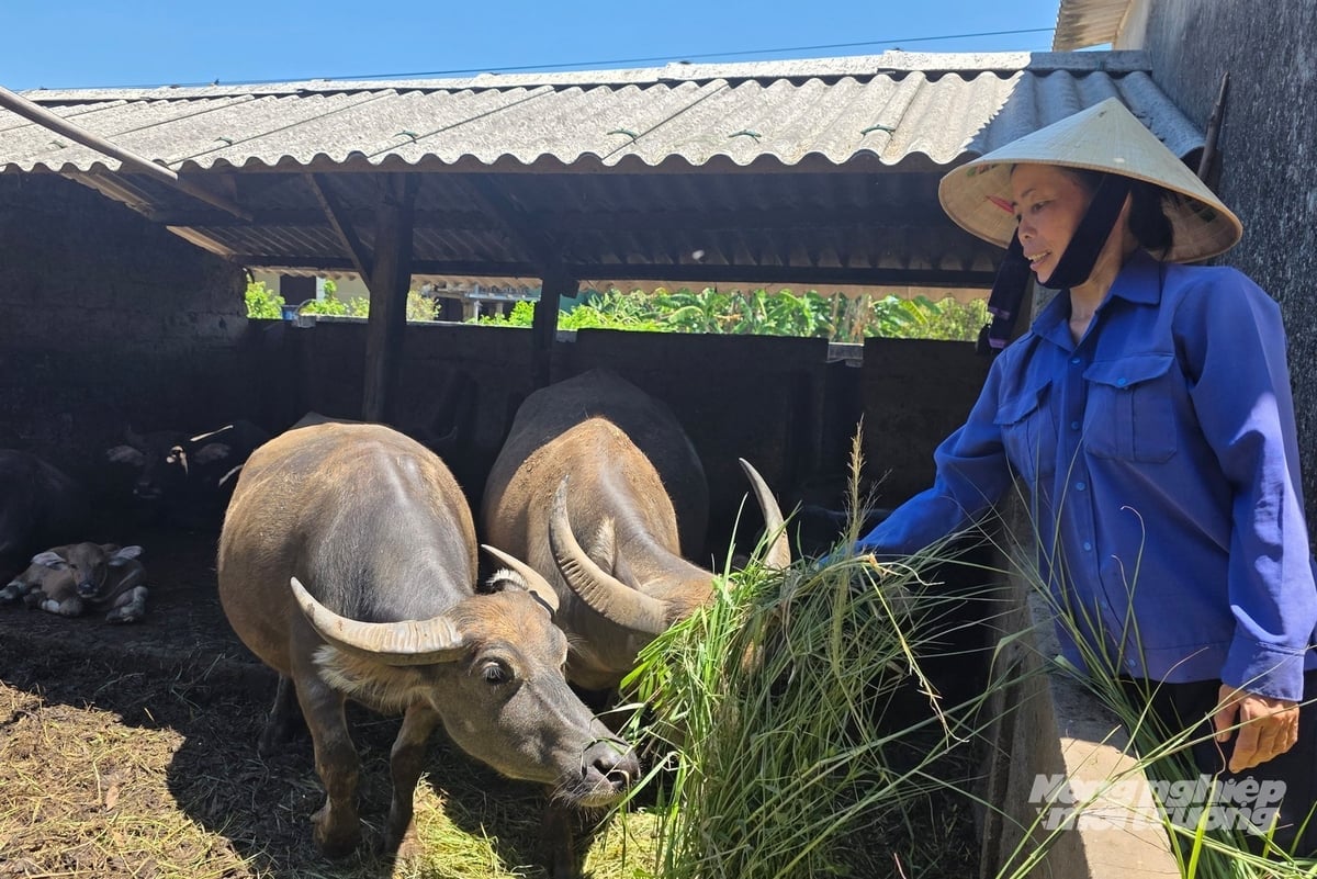 Việc tái đàn lợn ở thời điểm này quá nhiều rủi ro, nhiều hộ đã chuyển sang nuôi trâu bò và gia cầm. Ảnh: Võ Dũng.