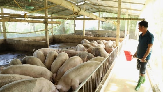 Tuyên Quang: 54 xã qua 21 ngày không có dịch tả lợn Châu Phi