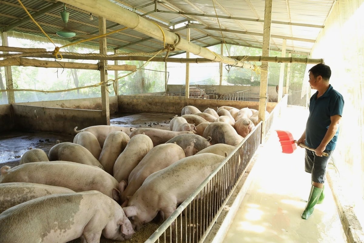 Chăn nuôi an toàn sinh học là giải pháp hiệu quả nhất bảo vệ đàn lợn của tỉnh Tuyên Quang trước dịch tả lợn Châu Phi. Ảnh: Đào Thanh.