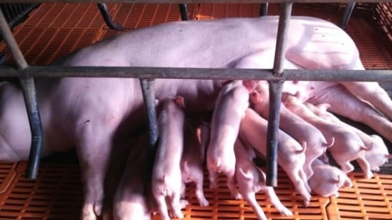 An Giang: Bảo vệ đàn vật nuôi phục vụ thị trường cuối năm