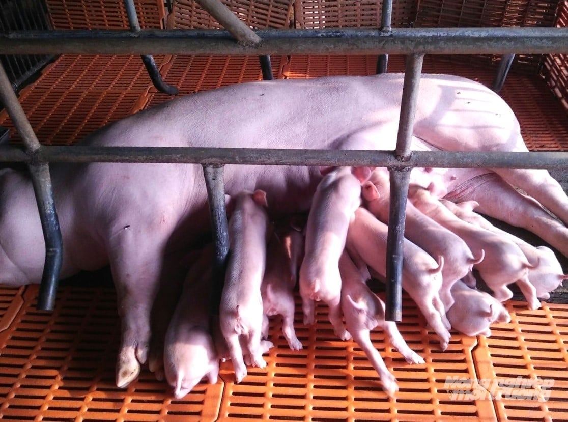 Theo Chi cục Chăn nuôi và Thú y tỉnh, hiện toàn tỉnh có trên hơn 379.000 con heo, dự kiến sẽ tăng lên khoảng 420.000 con trong năm nay. Ảnh: Đào Chánh.