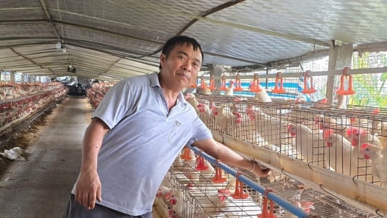 Hải Phòng cụ thể hóa việc hỗ trợ chăn nuôi ứng phó dịch bệnh