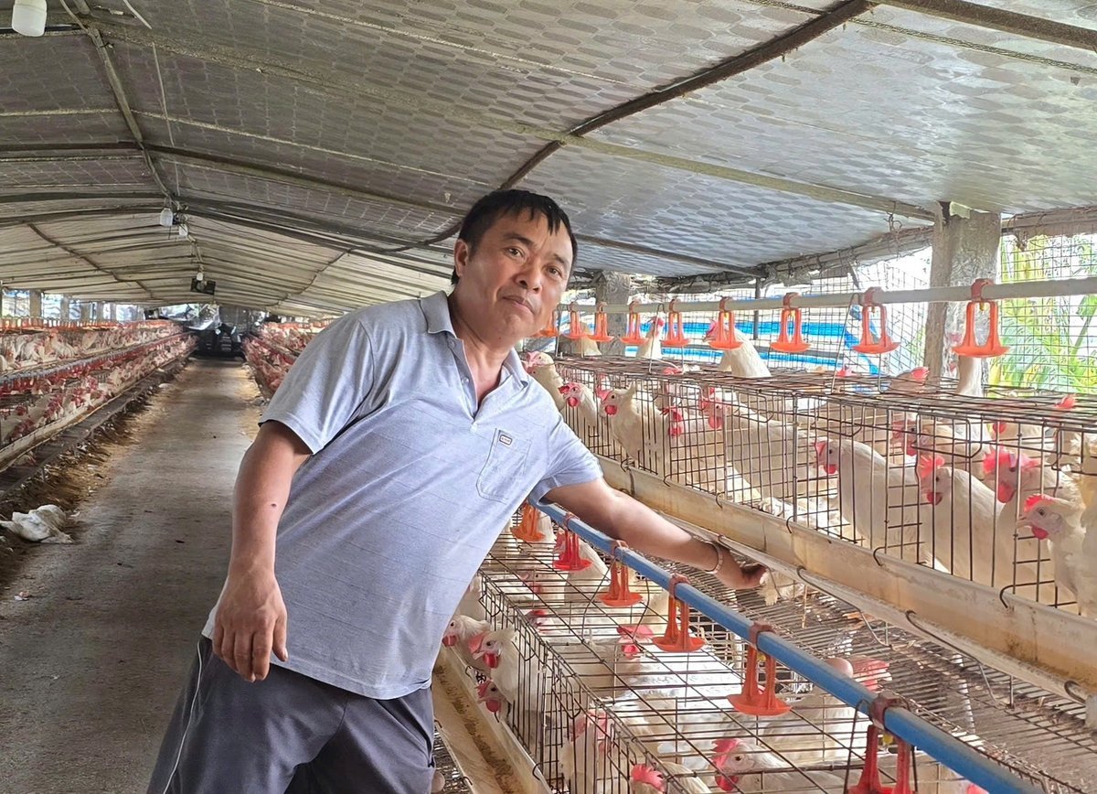 Nghị quyết số 26/2025 của HĐND TP Hải Phòng được kỳ vọng sẽ tạo 'bệ đỡ' vững chắc cho người chăn nuôi. Ảnh: Đinh Mười.