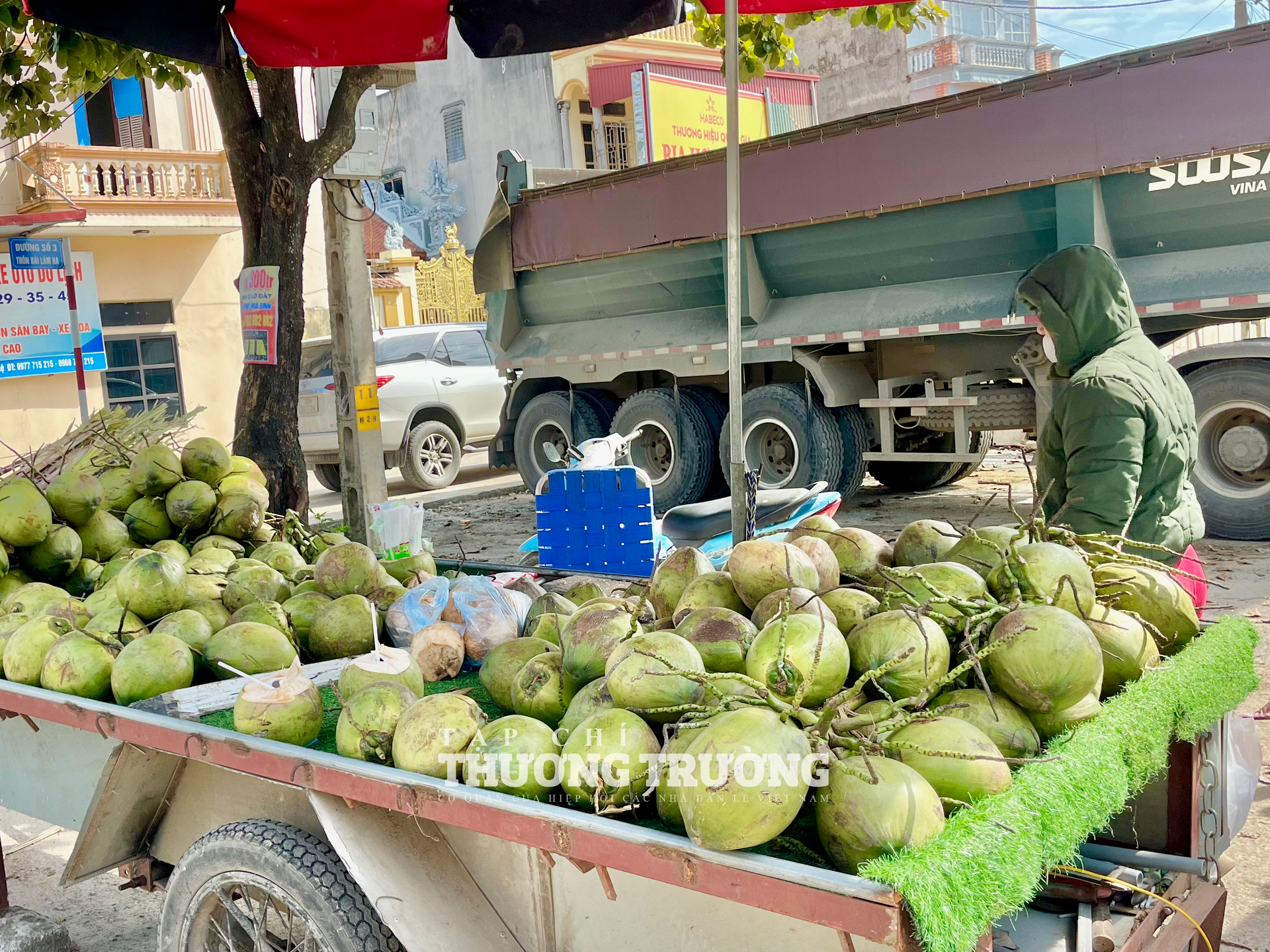 جوز الهند الرخيص يغمر هانوي، بسعر يبدأ من 7000 دونج فقط للثمرة