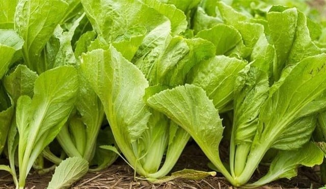 ເຄັດລັບການເລືອກເອົາຜັກກາດຮ້ອນປາທີ່ມີລົດຊາດຕາເວັນຕົກມາດຕະຖານ, ຊ່ວຍປັບສົມດູນທາງດ້ານໂພຊະນາການ - ຮູບ 3. Bí quyết chọn rau ăn lẩu mắm chuẩn vị miền Tây, giúp cân bằng dinh dưỡng - Ảnh 3.