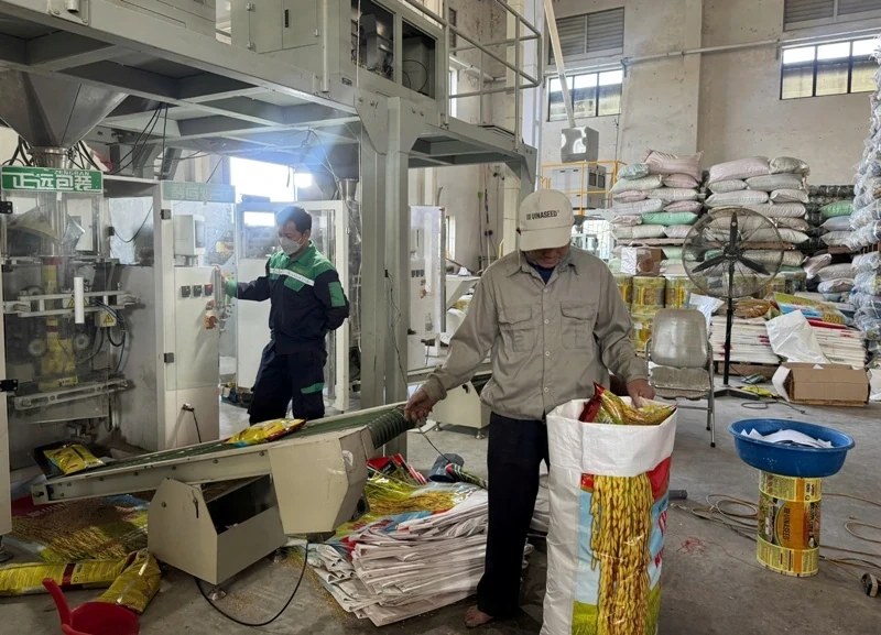 Сосредоточение внимания на поставках семян риса в рамках Программы поддержки фермеров в районах, пострадавших от штормов и наводнений.