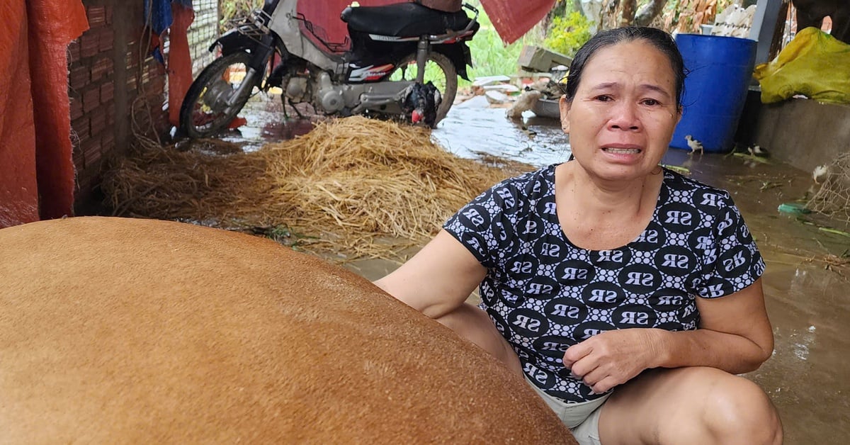 Bò chết la liệt sau trận lũ tàn khốc, người dân khóc nghẹn bên xác bò