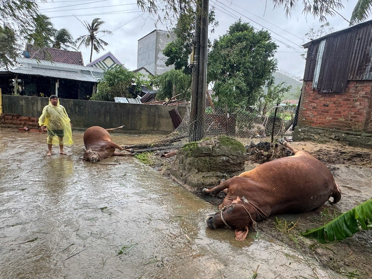 bò chết - Ảnh 2.