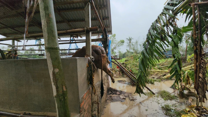 bò chết - Ảnh 5.