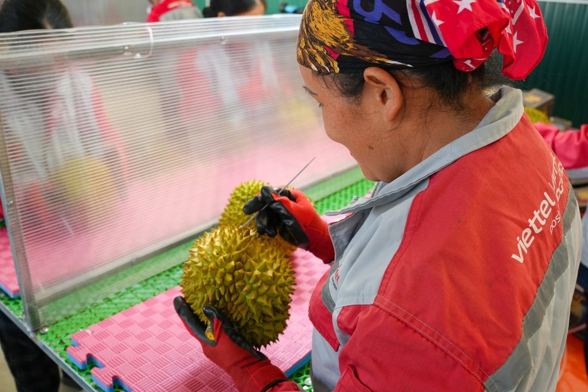 Công nhân làm sạch sầu riêng tại Công viên logistic Viettel. Ảnh: Văn Việt.
