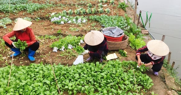 Phú Thọ, MTTQ đồng hành cùng nhân dân trong phát triển kinh tế giảm nghèo bền vững, nâng cao chất lượng đời sống
