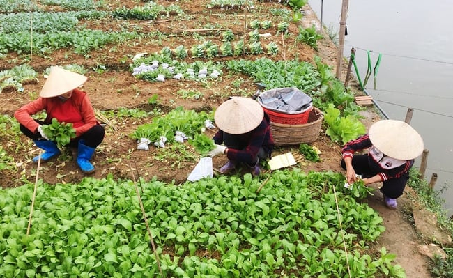 푸토, 베트남 조국전선은 경제 개발, 지속 가능한 빈곤 감소, 삶의 질 향상을 위해 국민과 함께합니다 - 사진 1. Phú Thọ, MTTQ đồng hành cùng nhân dân trong phát triển kinh tế giảm nghèo bền vững, nâng cao chất lượng đời sống - Ảnh 1.
