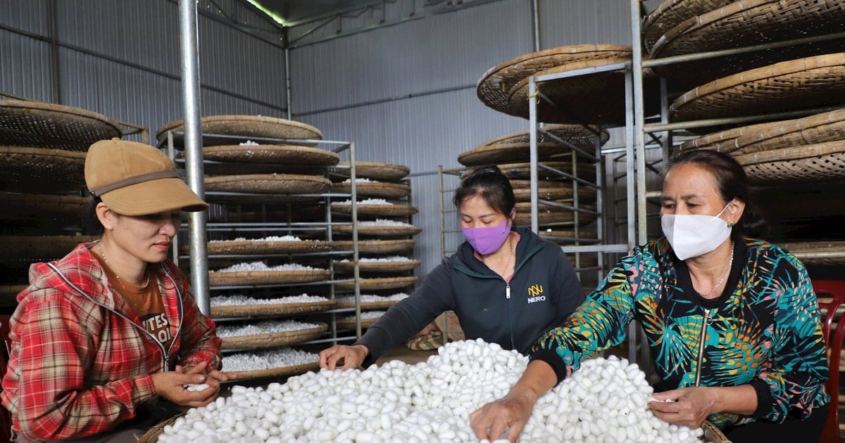 “Nghề ăn cơm đứng” giúp hàng trăm hộ dân Lâm Đồng đổi đời