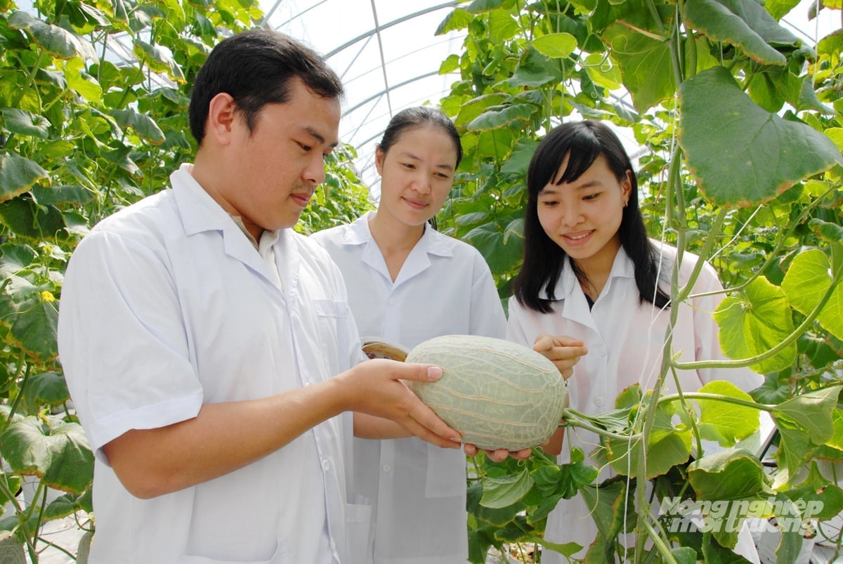 Mô hình trồng dưa lưới trong nhà màng là minh chứng cho hiệu quả của nông nghiệp công nghệ cao. Ảnh: Lê Hoàng Vũ.