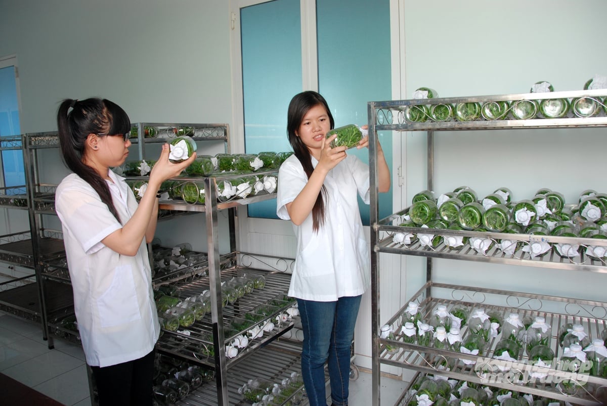 Nông nghiệp công nghệ cao là bước đi quan trọng nhằm định vị chiến lược trong phát triển kinh tế vùng ĐBSCL. Ảnh: Lê Hoàng Vũ.