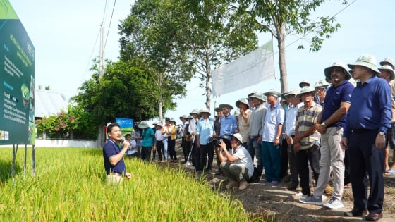 Hơn 140 chuyên gia lập mạng lưới tư vấn một triệu hecta lúa chất lượng cao