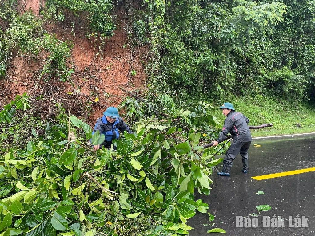 Az Ea Trang községi hatóságok november 20-án kidőlt fákat takarítottak el a Phuong Hoang hágónál.