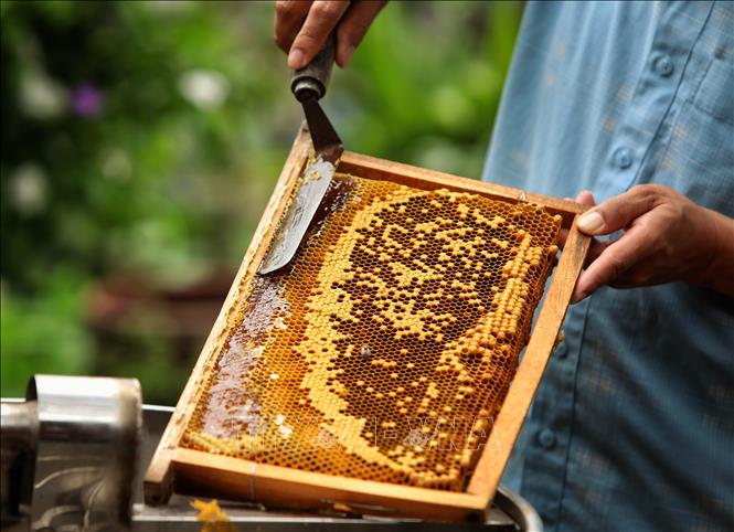 Hoa Kỳ công bố kết luận sơ bộ rà soát thuế chống bán phá giá mật ong Việt Nam