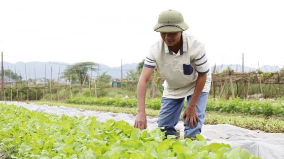 Sức sống mới tại Trung Giã: [Bài 3] Nâng tầm nông sản qua thông tin