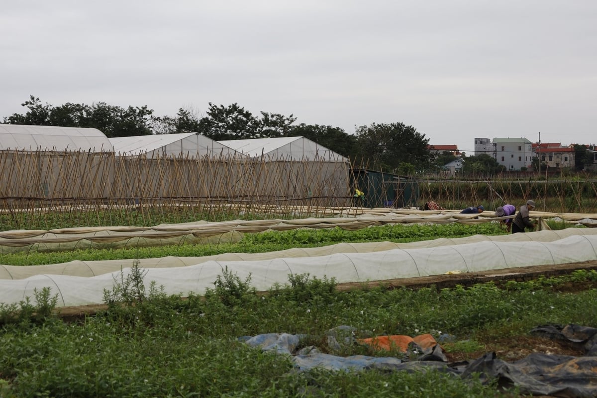 Theo ông Khổng Minh Sáng, muốn sản xuất sạch thì phải có vùng tập trung, phải có hàng rào sinh học, có quy trình đồng nhất. Ảnh: Hoàng Hiền.