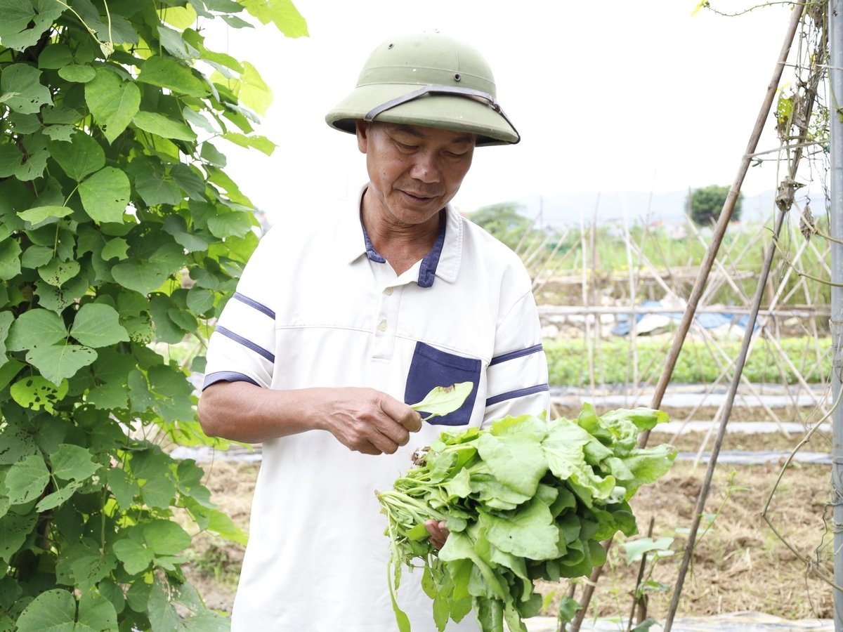 'Điều tôi mong nhất là mở thêm việc làm và tăng thu nhập cho bà con, để ai cũng có thể yên tâm gắn bó với nghề trồng rau hữu cơ', ông Sáng chia sẻ. Ảnh: Mai Đan.