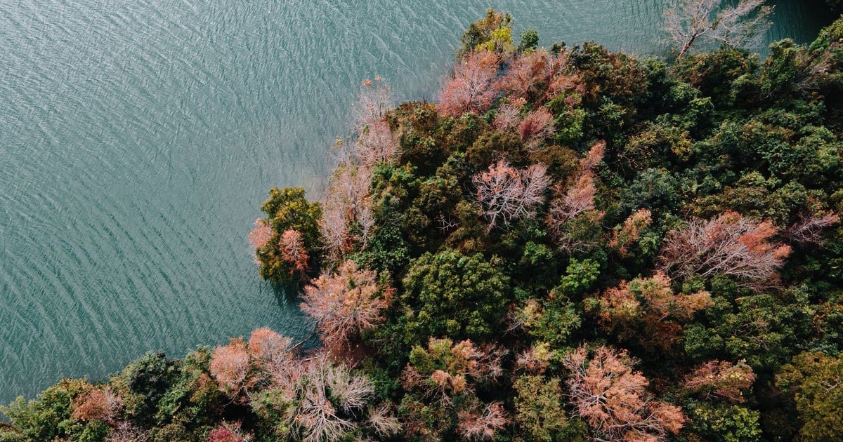 Rừng phong hương Quảng Trị: Sắc thu rực rỡ bên hồ thủy điện