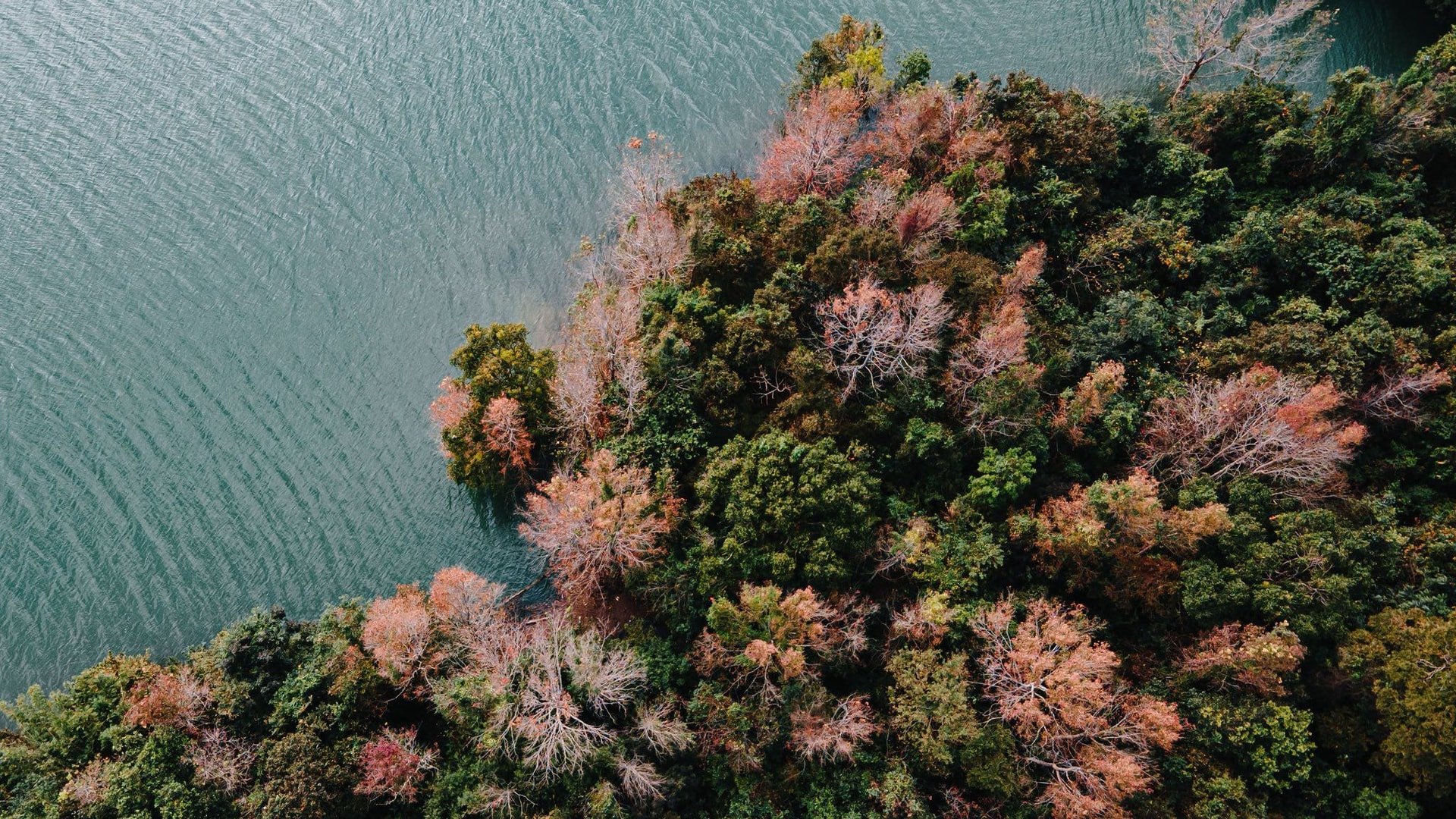 ទិដ្ឋភាពបែប Panoramic នៃព្រៃ maple Quang Tri ដែលមានស្លឹកប្រែពណ៌លឿង និងក្រហមនៅមាត់បឹង។