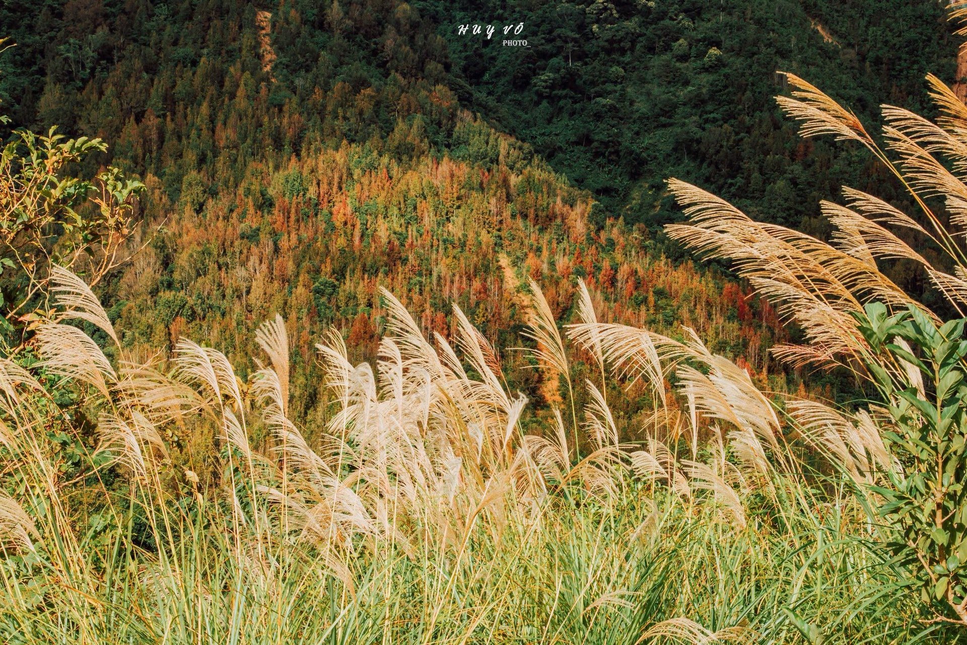 ដើម​ម៉េផល​ដែល​មាន​ស្លឹក​បាន​ប្រែ​ពណ៌​ក្រហម​យ៉ាង​អស្ចារ្យ។