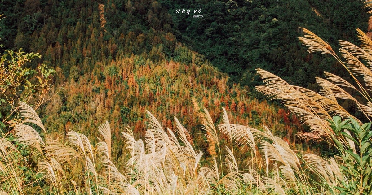 Quảng Trị: Khám phá rừng phong hương đổi màu trên mặt hồ