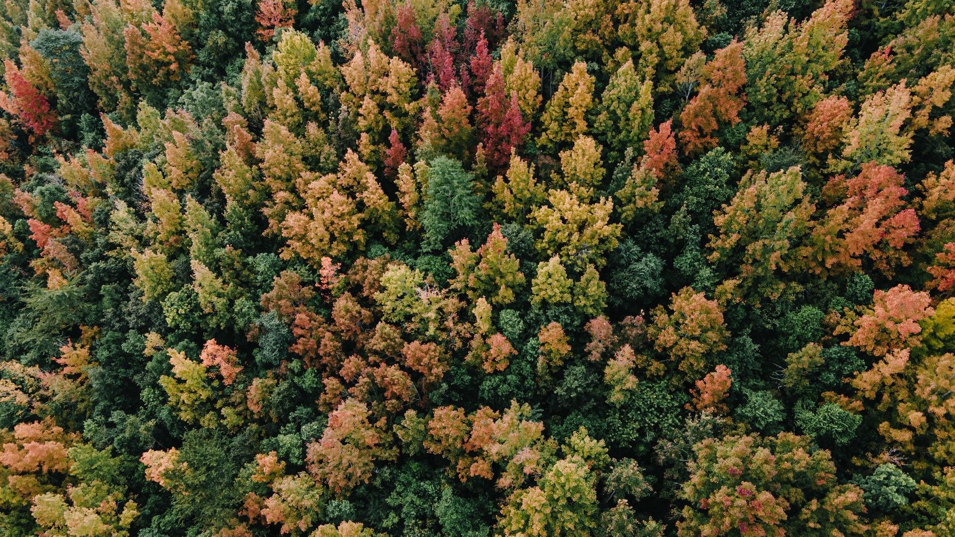 Klidná krása javorového lesa Huong Phung