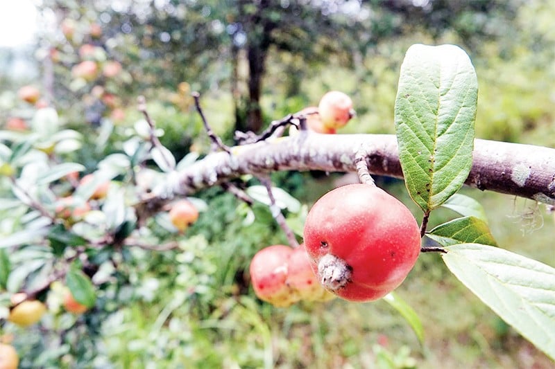 ផ្លែ Hawthorn ក្នុងរដូវប្រមូលផល។