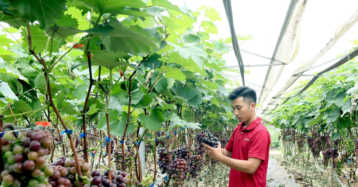 Những mô hình giảm nghèo, vươn lên giàu có từ nông nghiệp của thanh niên Sơn La