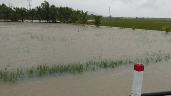 Khánh Hòa: Gần 10.400ha cây trồng ngập úng