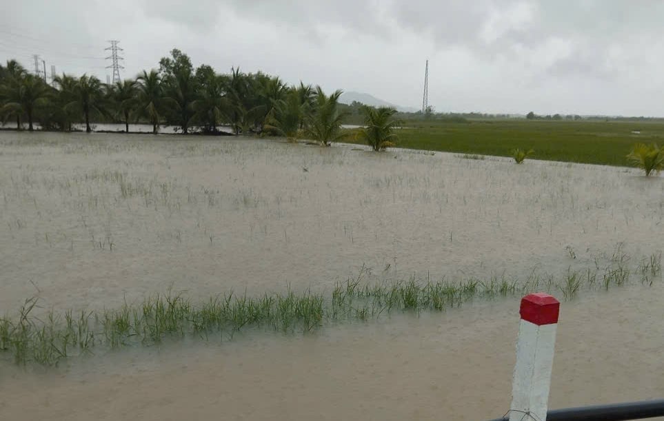 Nhiều cây trồng, chủ yếu là lúa bị ngập úng do mưa lũ tại Khánh Hòa. Ảnh: KS.