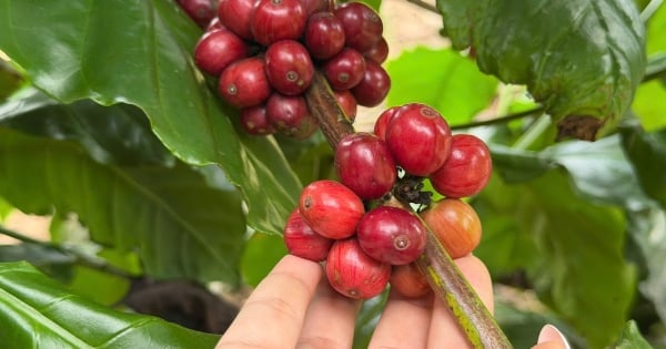Giá cà phê hôm nay 22/11/2025: Bật tăng phục hồi