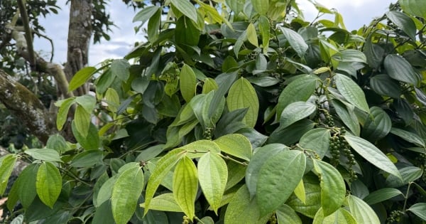 Giá tiêu hôm nay 22/11/2025: Bật tăng mạnh