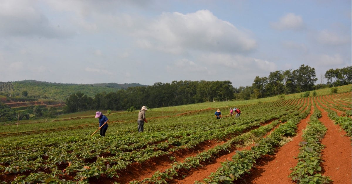 Tiềm năng mở rộng nông nghiệp công nghệ cao ở phía Tây Lâm Ðồng