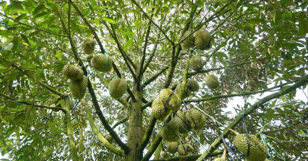 “Rửa vườn” sầu riêng cho vụ mới